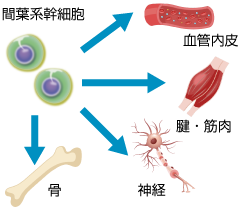 間葉系幹細胞とは